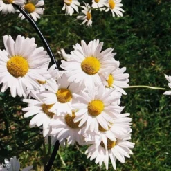 Minolta Dynax 3000i Automatic 35mm SLR Film Camera With Auto Zoom Lens -Camera Promotion Store minolta dynax 3000i automatic 35mm slr film camera with auto zoom lens 8