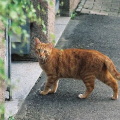 Minolta Dynax 5 Automatic 35mm SLR Film Camera W/ Auto Zoom Lens -Camera Promotion Store minolta dynax 5 automatic 35mm slr film camera w auto zoom lens 8