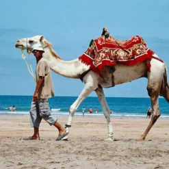 Minolta Maxxum 7000i Automatic SLR 35mm Film Camera With Minolta AF 35mm-105mm Zoom Lens -Camera Promotion Store minolta maxxum 7000i automatic slr 35mm film camera with minolta af 35mm 105mm zoom lens 11