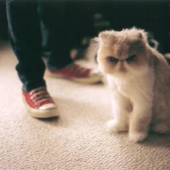 Minolta Maxxum 7000i Automatic SLR 35mm Film Camera With Minolta AF 35mm-105mm Zoom Lens -Camera Promotion Store minolta maxxum 7000i automatic slr 35mm film camera with minolta af 35mm 105mm zoom lens 7