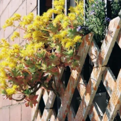 Camera Promotion Store -Camera Promotion Store minolta riva zoom 125 35mm film camera point and shoot 2