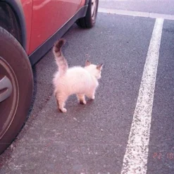 Minolta Riva Zoom 135EX 35mm Film Camera Point And Shoot -Camera Promotion Store minolta riva zoom 135ex 35mm film camera point and shoot 8