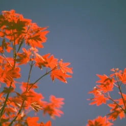 Minolta X-300 Black SLR 35mm Film Camera With Prime Lens (change Photo) -Camera Promotion Store minolta x 300 black slr 35mm film camera with prime lens change photo 14