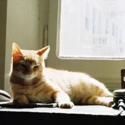 Minolta Zoom 110 Film Compact SLR Camera -Camera Promotion Store minolta zoom 110 film compact slr camera 6