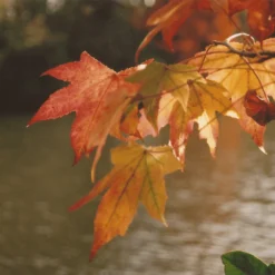 Miranda 28mm F/2.8 Camera Lens -Camera Promotion Store miranda 28mm f2 8 camera lens 7