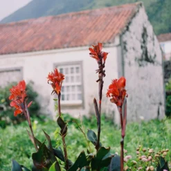 Nikon-AF240SV 35mm Point N Shoot Film Camera 24 Nikon-AF240SV 35mm Point N Shoot Film Camera -Camera Promotion Store nikon af240sv 35mm point n shoot film camera 11 scaled