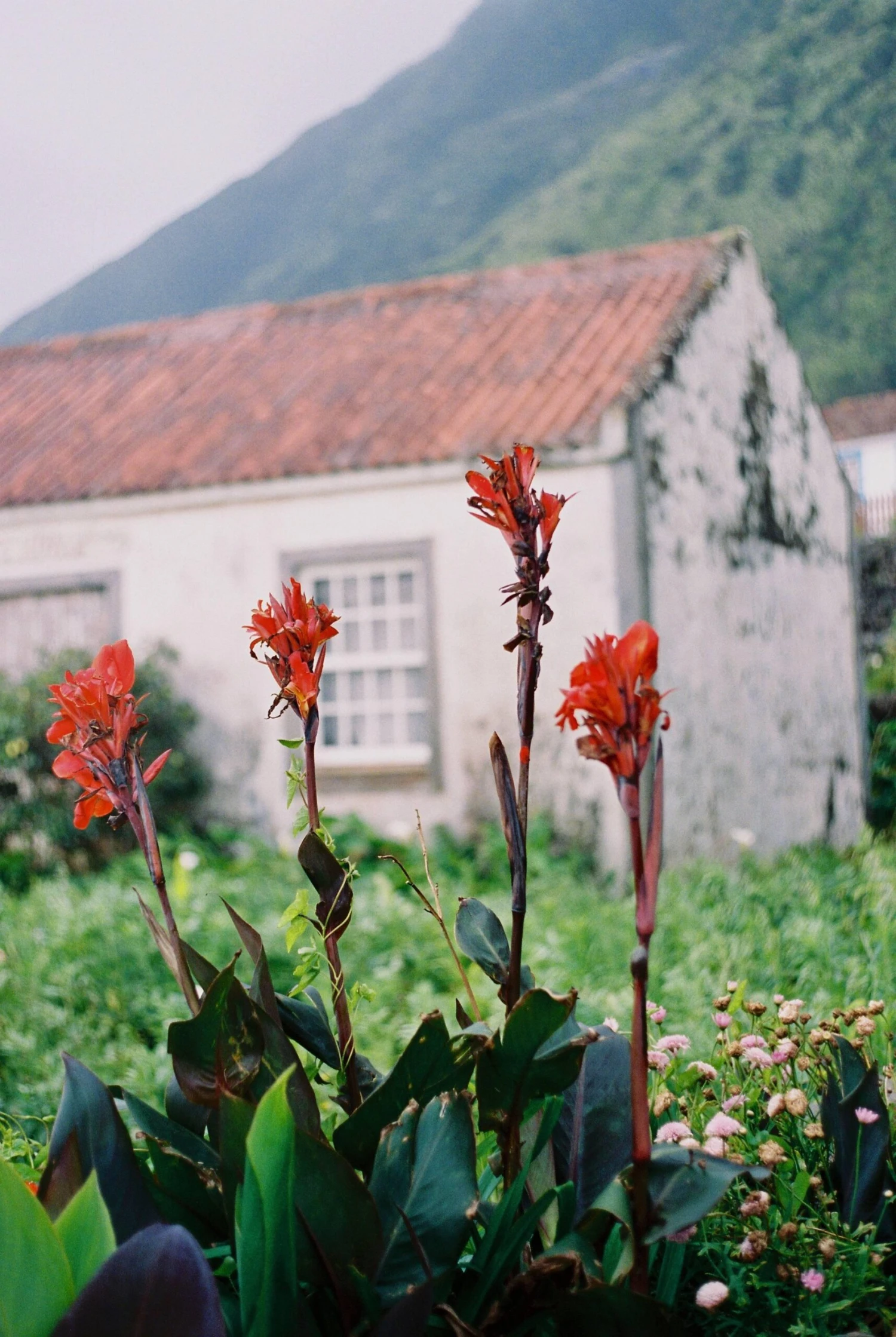 Nikon-AF240SV 35mm Point N Shoot Film Camera 13 Nikon-AF240SV 35mm Point N Shoot Film Camera - Image 11