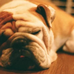 Nikon EM 35mm SLR Film Camera With Nikon Series E 50mm F1.8 Lens -Camera Promotion Store nikon em 35mm slr film camera with nikon series e 50mm f1 8 lens 16