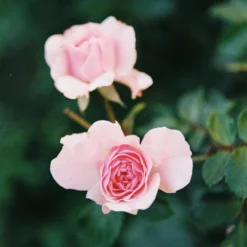 Nikon F55 35mm SLR Film Camera W/ 28-80mm Lens 16 Nikon F55 35mm SLR Film Camera W/ 28-80mm Lens -Camera Promotion Store nikon f55 35mm slr film camera with 28 80mm lens 6 scaled