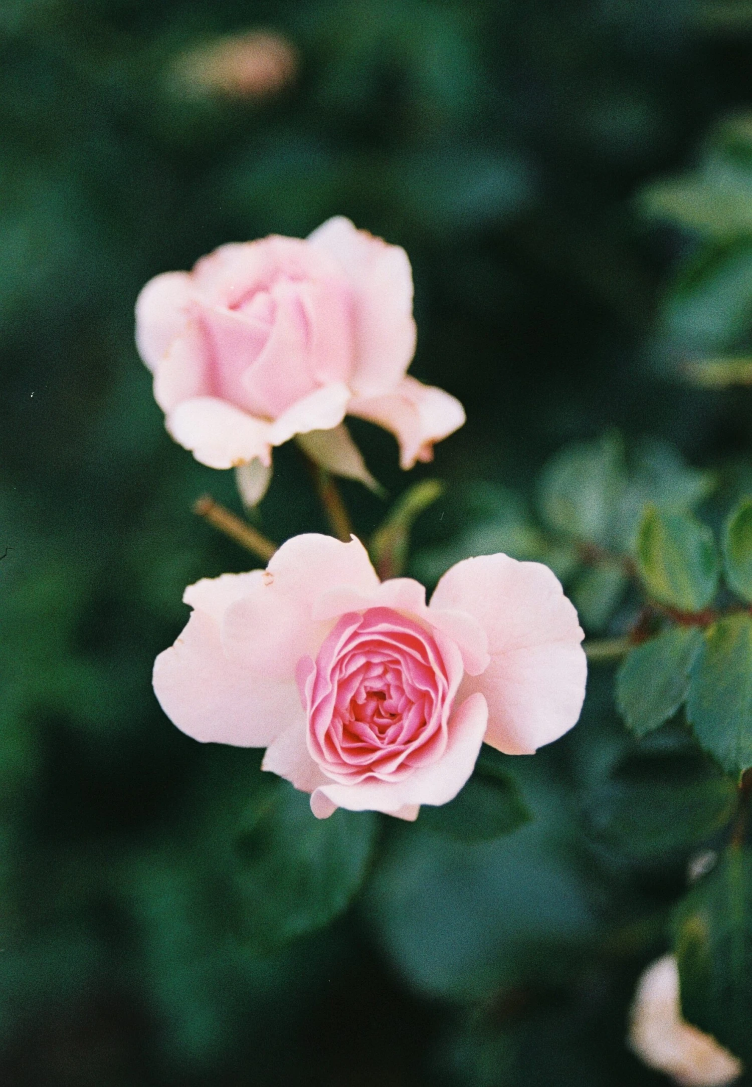 Nikon F55 35mm SLR Film Camera W/ 28-80mm Lens 8 Nikon F55 35mm SLR Film Camera W/ 28-80mm Lens - Image 6