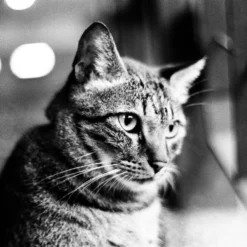 Olympus 35DC Point And Shoot 35mm Film Camera. -Camera Promotion Store olympus 35dc point and shoot 35mm film camera 10