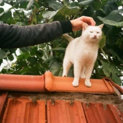 Olympus AF-1 35mm Film Camera Point And Shoot -Camera Promotion Store olympus af 1 35mm film camera point and shoot 7