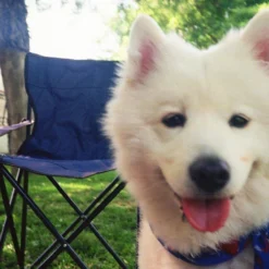 Olympus AF-1 35mm Film Camera Point And Shoot -Camera Promotion Store olympus af 1 35mm film camera point and shoot 8