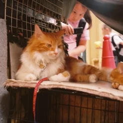 Olympus AF-1 35mm Film Camera Point And Shoot -Camera Promotion Store olympus af 1 35mm film camera point and shoot 9