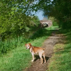 Olympus AF-1 TWIN 35mm Film Camera Point And Shoot -Camera Promotion Store olympus af 1 twin 35mm film camera point and shoot 7