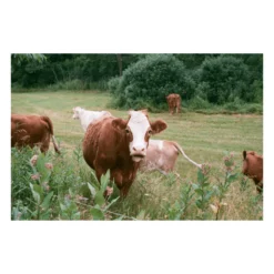 Olympus OM10 White Leather Vintage 35mm Film Camera W/ F/1.8 50mm Lens 19 Olympus OM10 White Leather Vintage 35mm Film Camera W/ F/1.8 50mm Lens -Camera Promotion Store olympus om10 white leather vintage 35mm film camera w f1 8 50mm lens 8