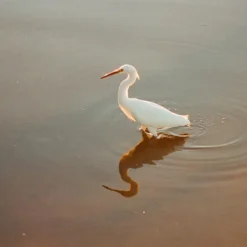 Olympus OM2 Vintage 35mm SLR Film Camera With F/1.8 50mm Prime Lens -Camera Promotion Store olympus om2 vintage 35mm slr film camera with f1 8 50mm prime lens 13