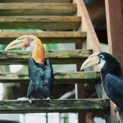 Olympus OM40 Program Black 35mm SLR Film Camera With Olympus Prime Lens -Camera Promotion Store olympus om40 program black 35mm slr film camera with olympus prime lens 15