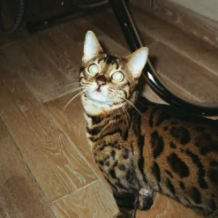 Olympus Superzoom 800S 35mm Film Camera Point And Shoot -Camera Promotion Store olympus superzoom 800s 35mm film camera point and shoot 11