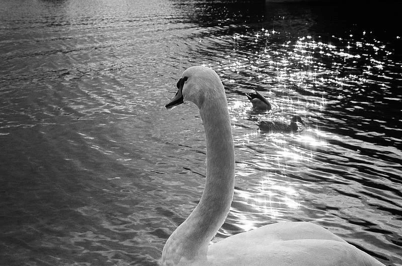 Olympus Trip 35 Custom White Leather Point And Shoot 35mm Film Camera 16 Olympus Trip 35 Custom White Leather Point And Shoot 35mm Film Camera - Image 14