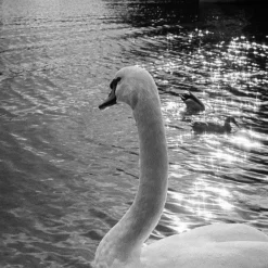 Olympus Trip 35 Green Leather Skin Point And Shoot 35mm Film Camera -Camera Promotion Store olympus trip 35 green leather skin point and shoot 35mm film camera 14