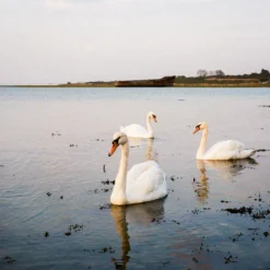 Olympus Trip 35 Watermelon Leather Point And Shoot 35mm Film Camera -Camera Promotion Store olympus trip 35 watermelon leather point and shoot 35mm film camera 11