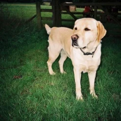 Olympus Trip 500 35mm Film Camera Point And Shoot -Camera Promotion Store olympus trip 500 35mm film camera point and shoot 6