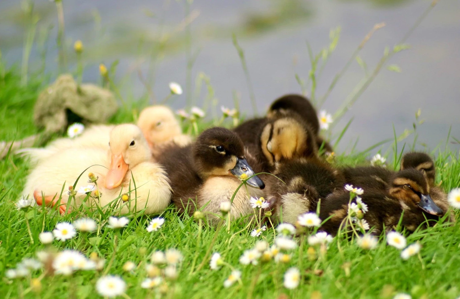 Pentacon 135mm F/2.8 Camera Lens 10 Pentacon 135mm F/2.8 Camera Lens - Image 8