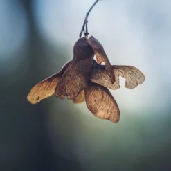 Pentacon 135mm F/2.8 Camera Lens 19 Pentacon 135mm F/2.8 Camera Lens -Camera Promotion Store pentacon 135mm f2 8 camera lens 9