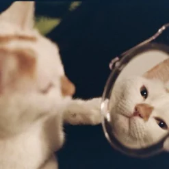 Pentax K1000 Green Leather Vintage SLR 35mm Film Camera With Pentax F/2 50mm Prime Lens 21 Pentax K1000 Green Leather Vintage SLR 35mm Film Camera With Pentax F/2 50mm Prime Lens -Camera Promotion Store pentax k1000 green leather vintage slr 35mm film camera with pentax f2 50mm prime lens 8