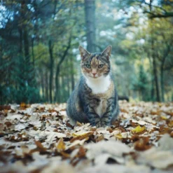 Pentax K1000 Navy Leather Vintage SLR 35mm Film Camera With Pentax F/2 50mm Prime Lens. 22 Pentax K1000 Navy Leather Vintage SLR 35mm Film Camera With Pentax F/2 50mm Prime Lens. -Camera Promotion Store pentax k1000 navy leather vintage slr 35mm film camera with pentax f2 50mm prime lens 10