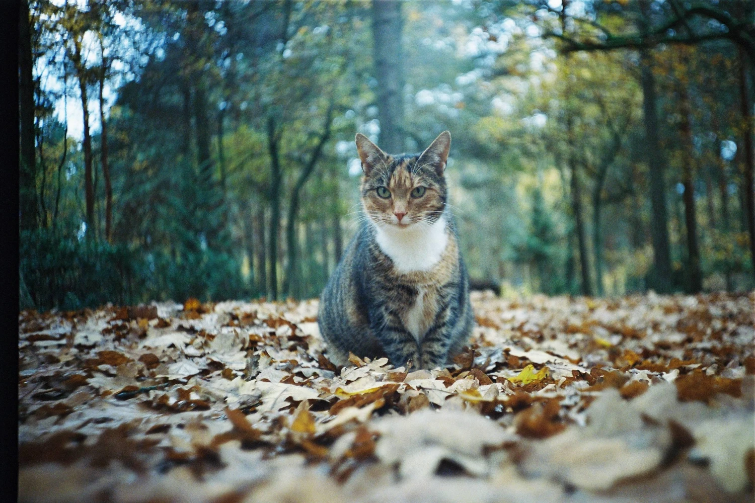Pentax K1000 Navy Leather Vintage SLR 35mm Film Camera With Pentax F/2 50mm Prime Lens. 12 Pentax K1000 Navy Leather Vintage SLR 35mm Film Camera With Pentax F/2 50mm Prime Lens. - Image 10