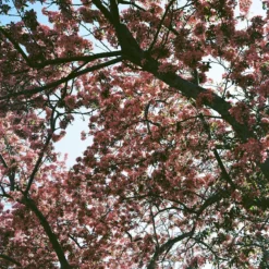 Pentax K1000 Orange Leather Vintage SLR 35mm Film Camera With Pentax F/2 50mm Prime Lens. -Camera Promotion Store pentax k1000 orange leather vintage slr 35mm film camera with pentax f2 50mm prime lens 11