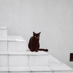 Pentax K1000 Orange Leather Vintage SLR 35mm Film Camera With Pentax F/2 50mm Prime Lens. -Camera Promotion Store pentax k1000 orange leather vintage slr 35mm film camera with pentax f2 50mm prime lens 8