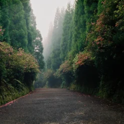 Pentax K1000 White Leather Vintage SLR 35mm Film Camera With Pentax F/2 50mm Prime Lens -Camera Promotion Store pentax k1000 white leather vintage slr 35mm film camera with pentax f2 50mm prime lens 8