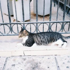 Pentax K1000 White Leather Vintage SLR 35mm Film Camera With Pentax F/2 50mm Prime Lens -Camera Promotion Store pentax k1000 white leather vintage slr 35mm film camera with pentax f2 50mm prime lens 9