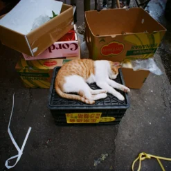 Pentax K1000 Yellow Leather Vintage SLR 35mm Film Camera With Pentax F/2 50mm Prime Lens. -Camera Promotion Store pentax k1000 yellow leather vintage slr 35mm film camera with pentax f2 50mm prime lens 8