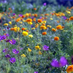 Pentax ME Vintage SLR 35mm Film Camera With F/1.2 50mm Prime Lens -Camera Promotion Store pentax me vintage slr 35mm film camera with f1 2 50mm prime lens 15