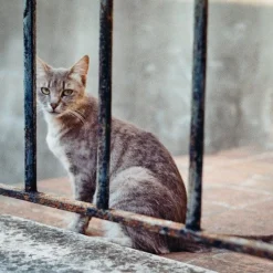 Pentax P30 Vintage SLR 35mm Film Camera With F/1.2 50mm Prime Lens -Camera Promotion Store pentax p30 vintage slr 35mm film camera with f1 2 50mm prime lens 14