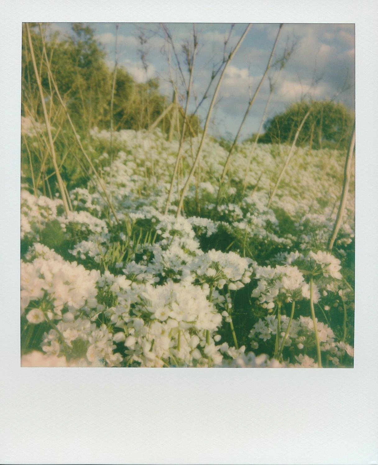 Polaroid Originals 600 Colour Instant Film 8 Shots. 12 Polaroid Originals 600 Colour Instant Film 8 Shots. - Image 10