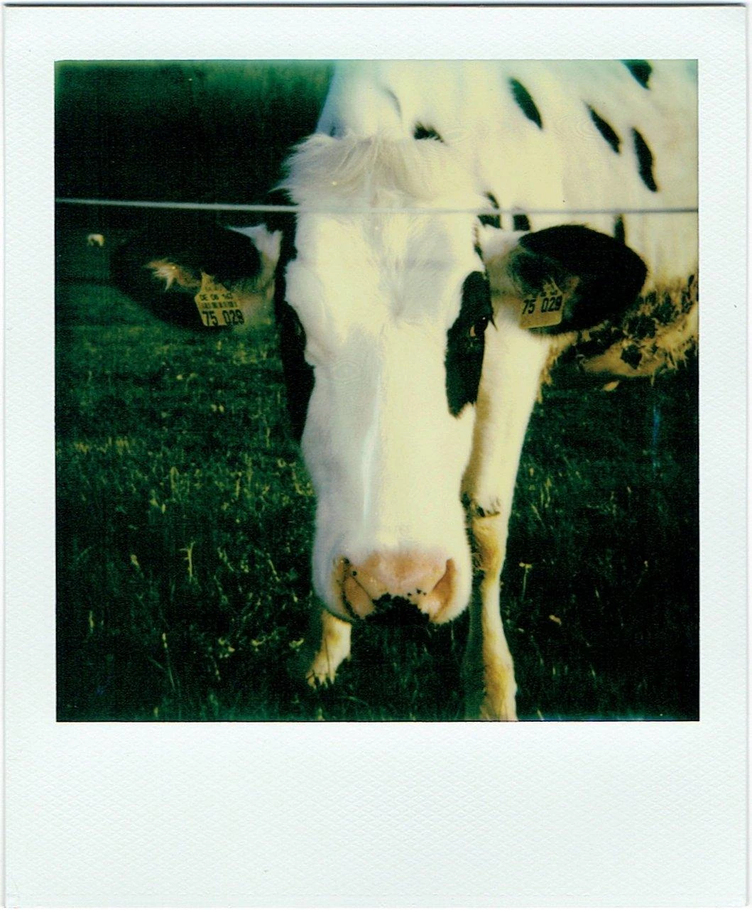 Polaroid Originals 600 Colour Instant Film 8 Shots. 11 Polaroid Originals 600 Colour Instant Film 8 Shots. - Image 9