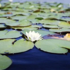 Praktica Vintage Metal 35mm SLR Film Camera With Prime Lens 27 Praktica Vintage Metal 35mm SLR Film Camera With Prime Lens -Camera Promotion Store praktica vintage metal 35mm slr film camera with prime lens 13