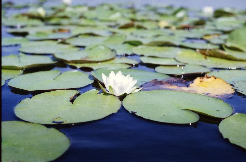 Praktica Vintage Metal 35mm SLR Film Camera With Prime Lens 15 Praktica Vintage Metal 35mm SLR Film Camera With Prime Lens - Image 13