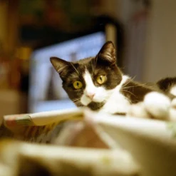 Praktica Vintage MTL3 35mm SLR Film Camera With Prime Lens 19 Praktica Vintage MTL3 35mm SLR Film Camera With Prime Lens -Camera Promotion Store praktica vintage mtl3 35mm slr film camera with prime lens 8