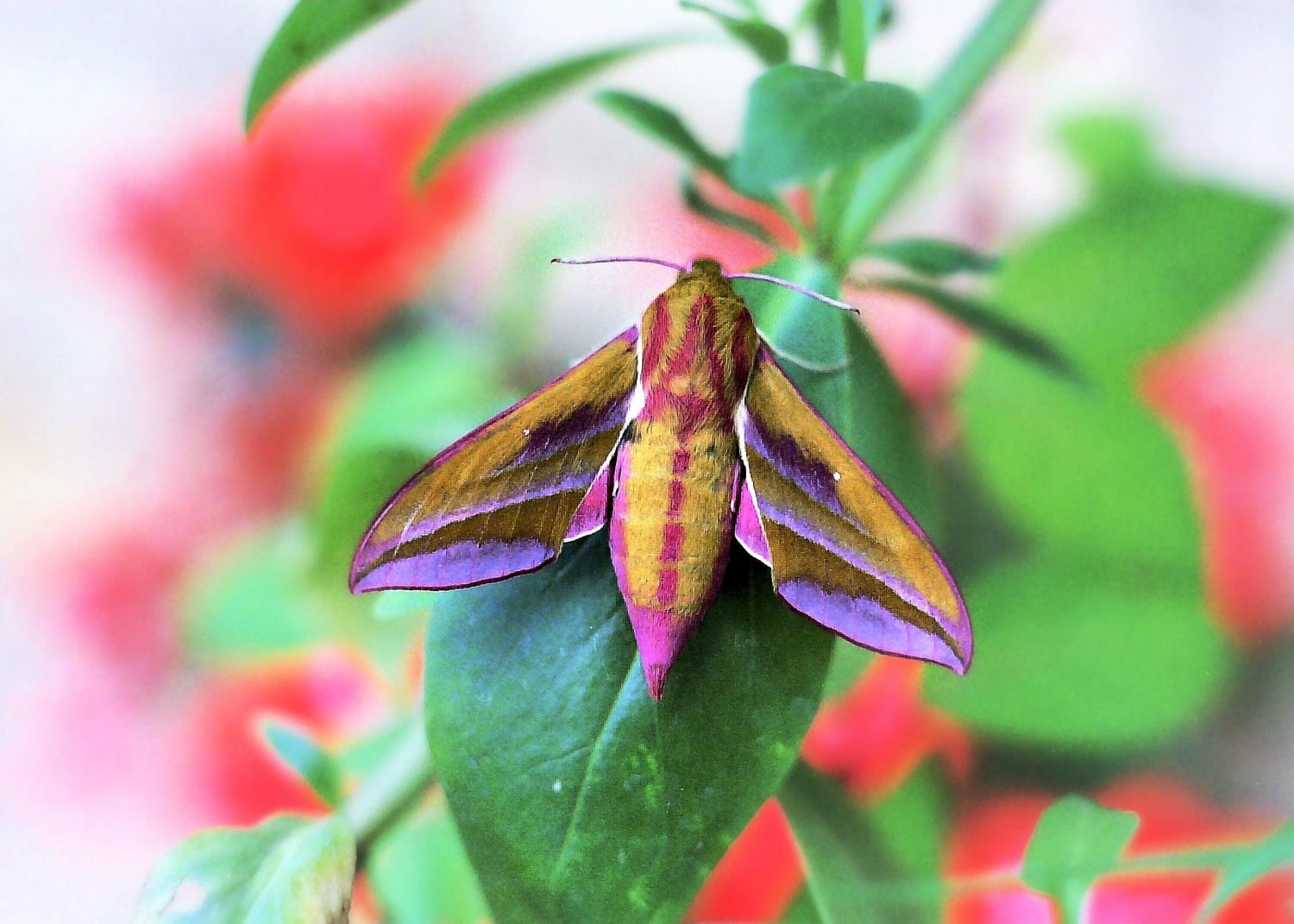 Prinzflex Lens 70-162mm F/3.5 Camera Lens 4 Prinzflex Lens 70-162mm F/3.5 Camera Lens - Image 2