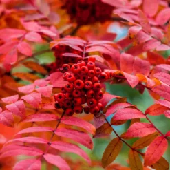 Prinzflex Lens 70-162mm F/3.5 Camera Lens 17 Prinzflex Lens 70-162mm F/3.5 Camera Lens -Camera Promotion Store prinzflex lens 70mm f3 5 camera lens 7