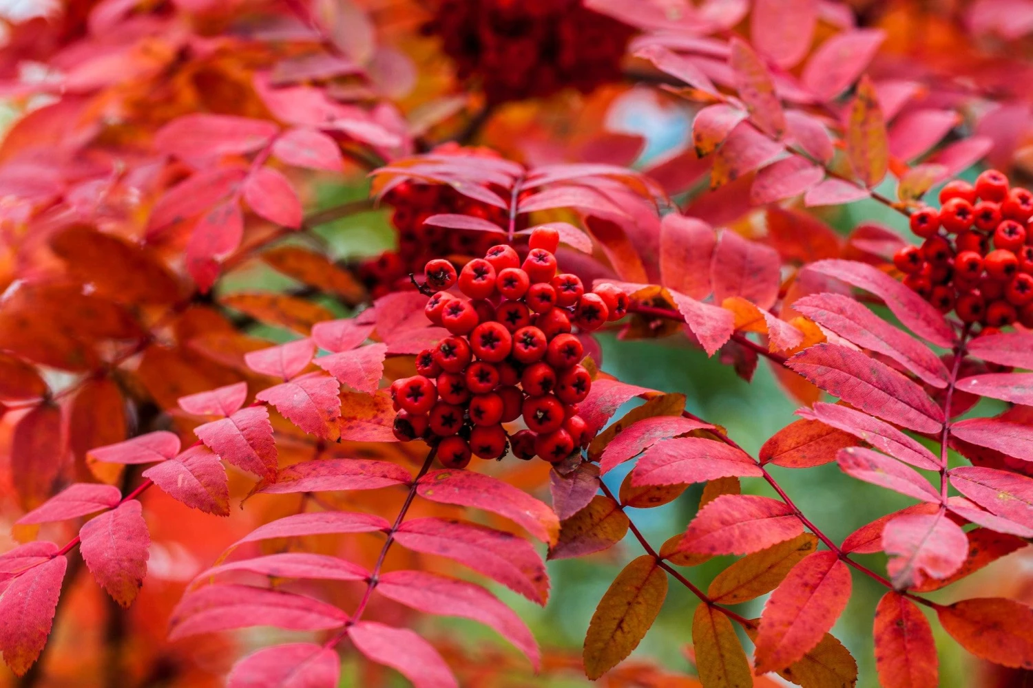 Prinzflex Lens 70-162mm F/3.5 Camera Lens 9 Prinzflex Lens 70-162mm F/3.5 Camera Lens - Image 7