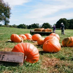 Ricoh FF-1s 35mm Film Camera Point And Shoot -Camera Promotion Store ricoh ff 1s 35mm film camera point and shoot 12