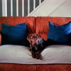 Ricoh FF 70 35mm Film Camera Point And Shoot -Camera Promotion Store ricoh ff 70 35mm film camera point and shoot 8