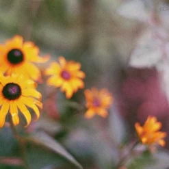 Ricoh KR-10 Super 35mm SLR Film Camera With Original F/2 50mm Prime Lens 27 Ricoh KR-10 Super 35mm SLR Film Camera With Original F/2 50mm Prime Lens -Camera Promotion Store ricoh kr 10 super 35mm slr film camera with original f2 50mm prime lens 13